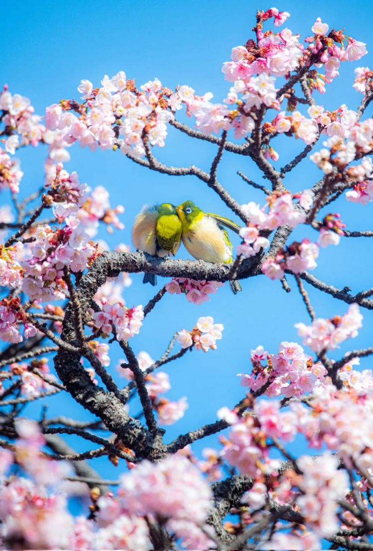 第273期:安倍晋三遇刺案宣判无期;提前大选 高市早苗支持率骤降?上野双胞胎熊猫回国 日本再无大熊猫?| 百通板 第273期:安倍晋三遇刺案宣判无期;提前大选 高市早苗支持率骤降?上野双胞胎熊猫回国 日本再无大熊猫?| 百通板