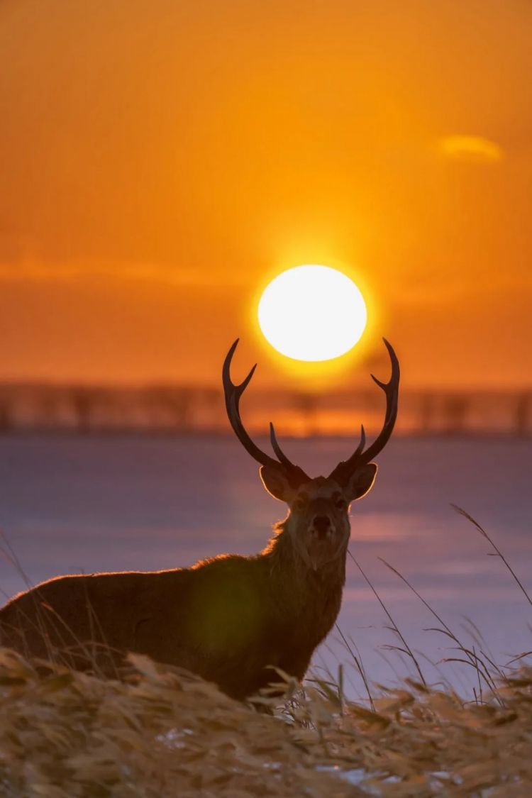 第273期:安倍晋三遇刺案宣判无期;提前大选 高市早苗支持率骤降?上野双胞胎熊猫回国 日本再无大熊猫?| 百通板 第273期:安倍晋三遇刺案宣判无期;提前大选 高市早苗支持率骤降?上野双胞胎熊猫回国 日本再无大熊猫?| 百通板
