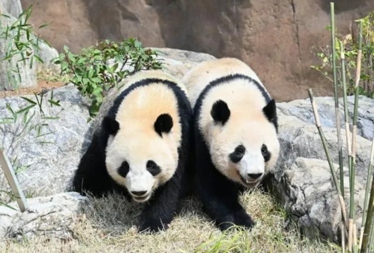 第273期:安倍晋三遇刺案宣判无期;提前大选 高市早苗支持率骤降?上野双胞胎熊猫回国 日本再无大熊猫?| 百通板 第273期:安倍晋三遇刺案宣判无期;提前大选 高市早苗支持率骤降?上野双胞胎熊猫回国 日本再无大熊猫?| 百通板