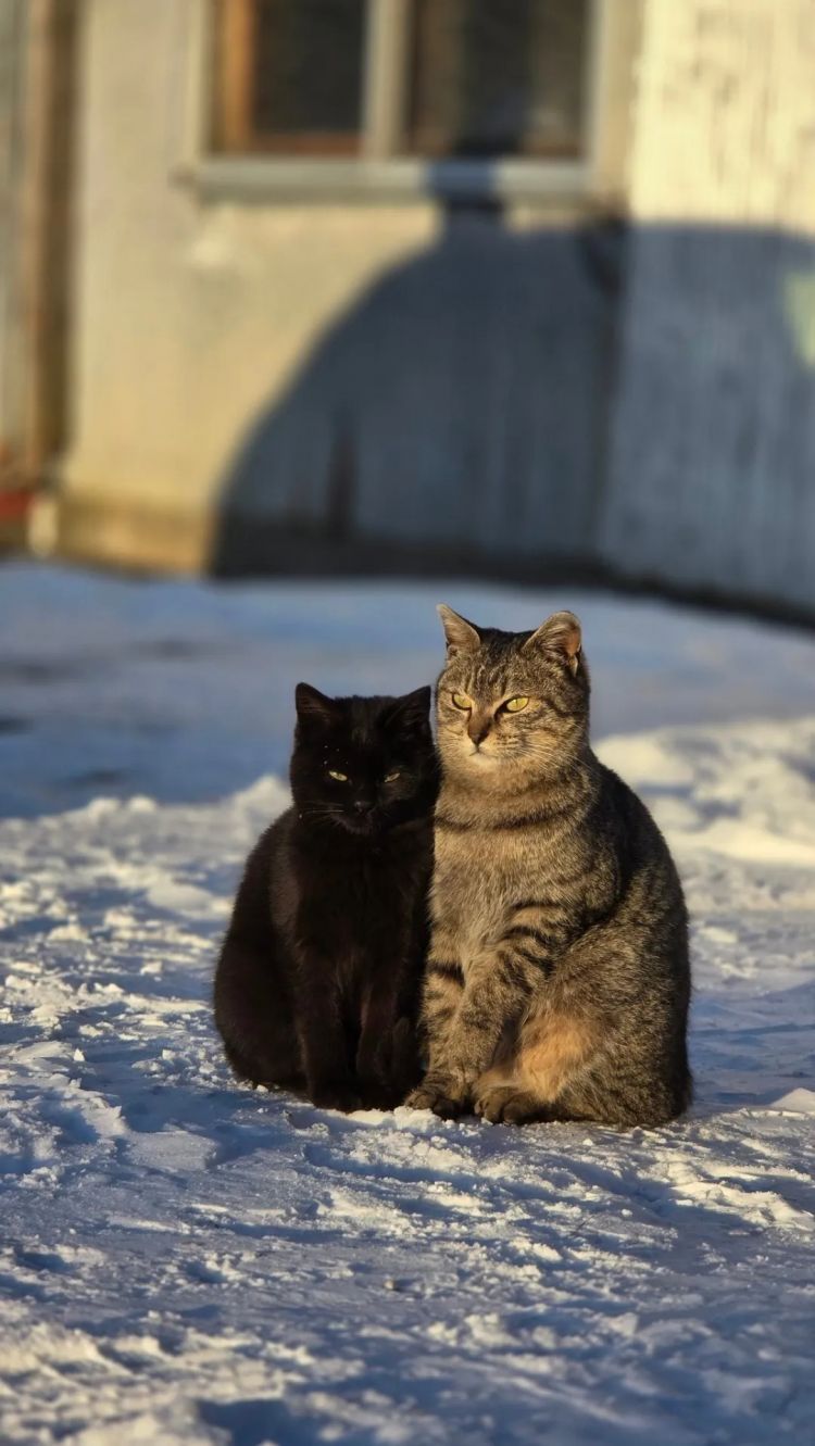 第273期:安倍晋三遇刺案宣判无期;提前大选 高市早苗支持率骤降?上野双胞胎熊猫回国 日本再无大熊猫?| 百通板 第273期:安倍晋三遇刺案宣判无期;提前大选 高市早苗支持率骤降?上野双胞胎熊猫回国 日本再无大熊猫?| 百通板
