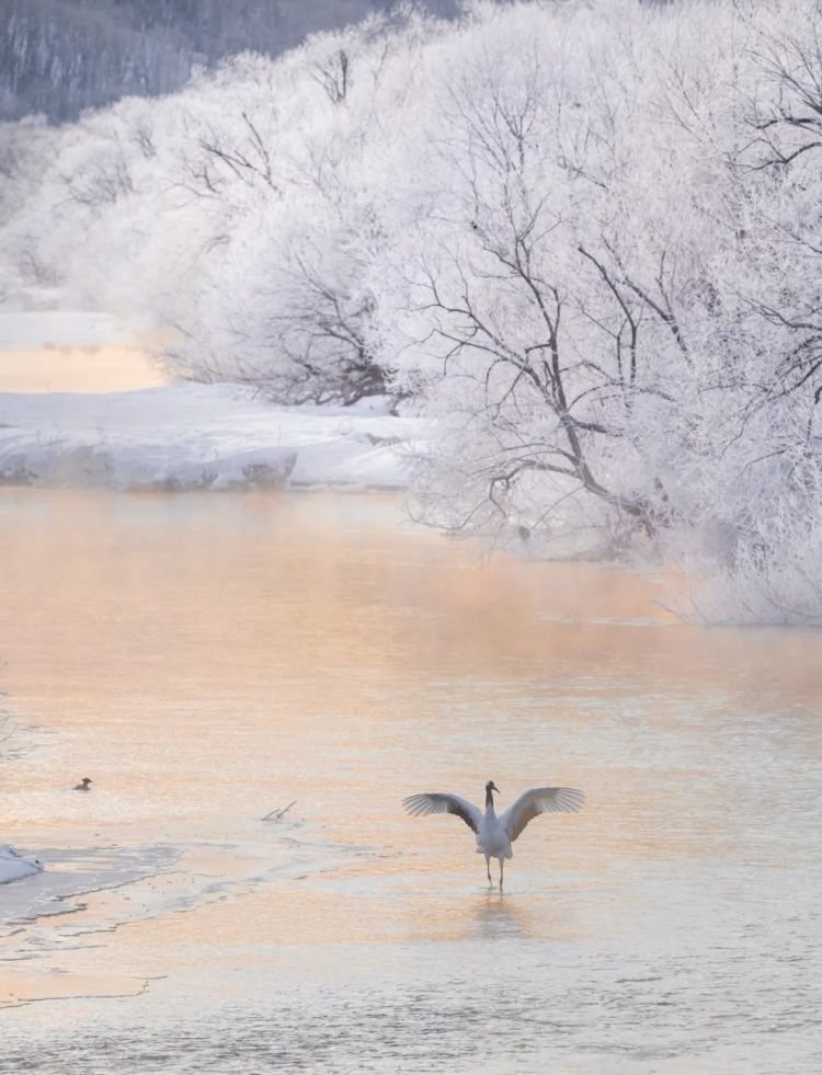 第274期：安倍晋三遇刺案山上彻也将上诉；日本新首相将于18日选出；米仓凉子复出？石原里美木村拓哉梦幻联动？| 百通板