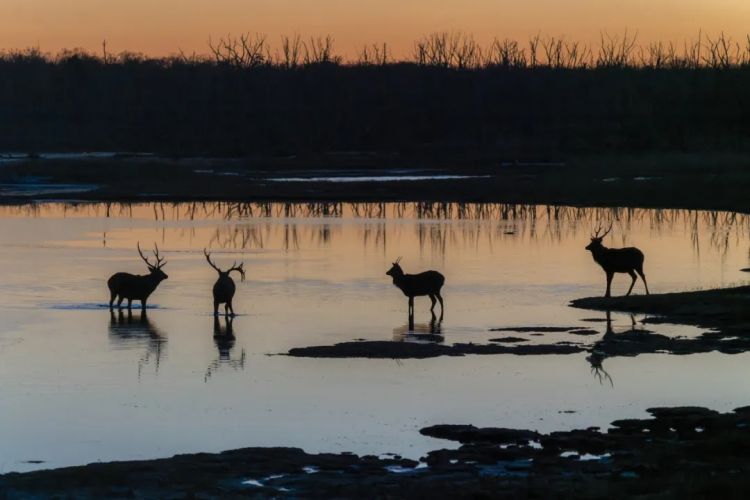 第274期：安倍晋三遇刺案山上彻也将上诉；日本新首相将于18日选出；米仓凉子复出？石原里美木村拓哉梦幻联动？| 百通板