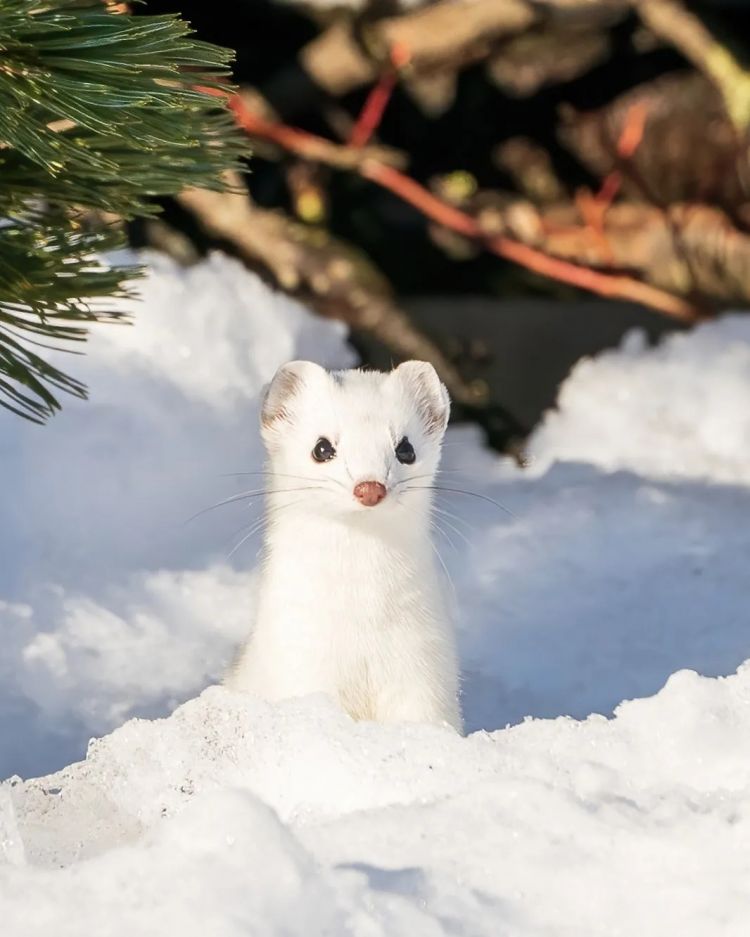 第274期：安倍晋三遇刺案山上彻也将上诉；日本新首相将于18日选出；米仓凉子复出？石原里美木村拓哉梦幻联动？| 百通板