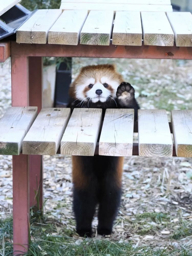 第274期：安倍晋三遇刺案山上彻也将上诉；日本新首相将于18日选出；米仓凉子复出？石原里美木村拓哉梦幻联动？| 百通板