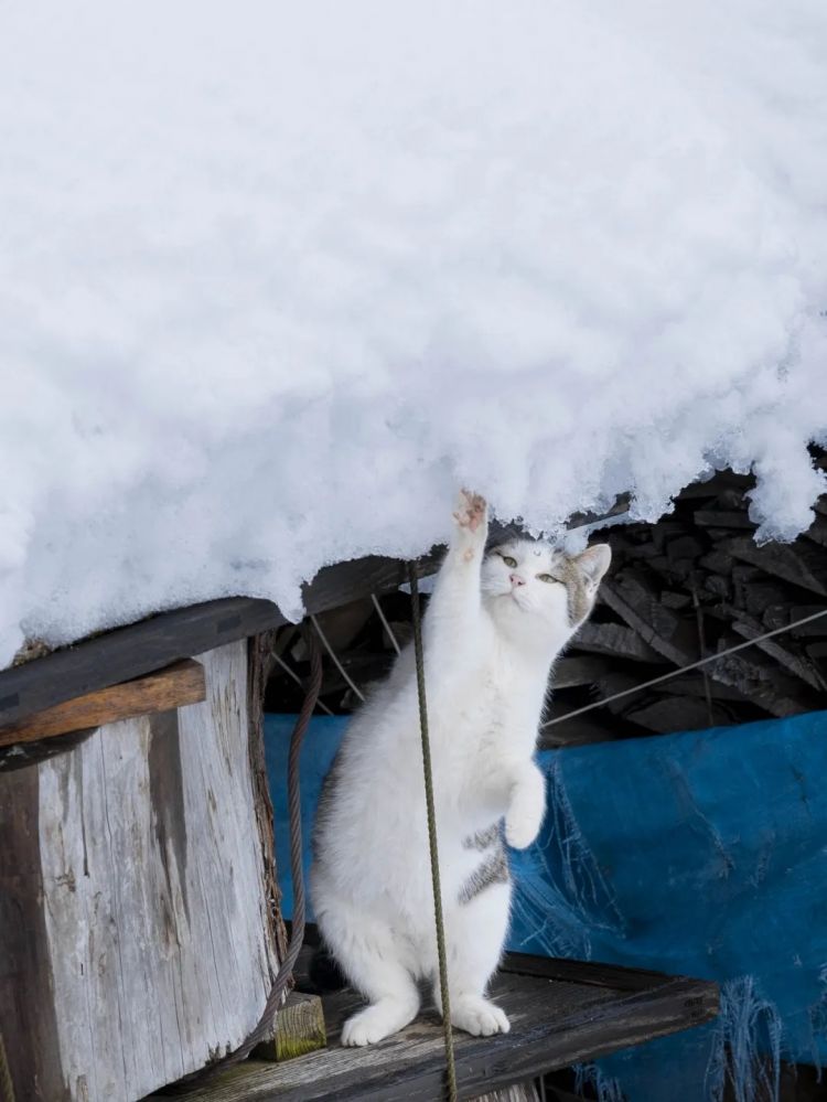 第275期：众议院选举大胜 日本进入高市早苗首相时代？米兰冬奥日本花滑团体摘银；平成的山口百惠闪婚？| 百通板
