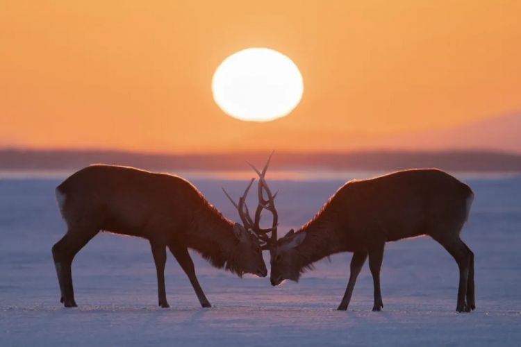 第275期：众议院选举大胜 日本进入高市早苗首相时代？米兰冬奥日本花滑团体摘银；平成的山口百惠闪婚？| 百通板