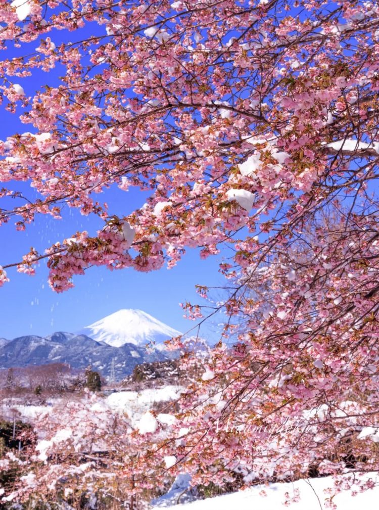 第275期：众议院选举大胜 日本进入高市早苗首相时代？米兰冬奥日本花滑团体摘银；平成的山口百惠闪婚？| 百通板