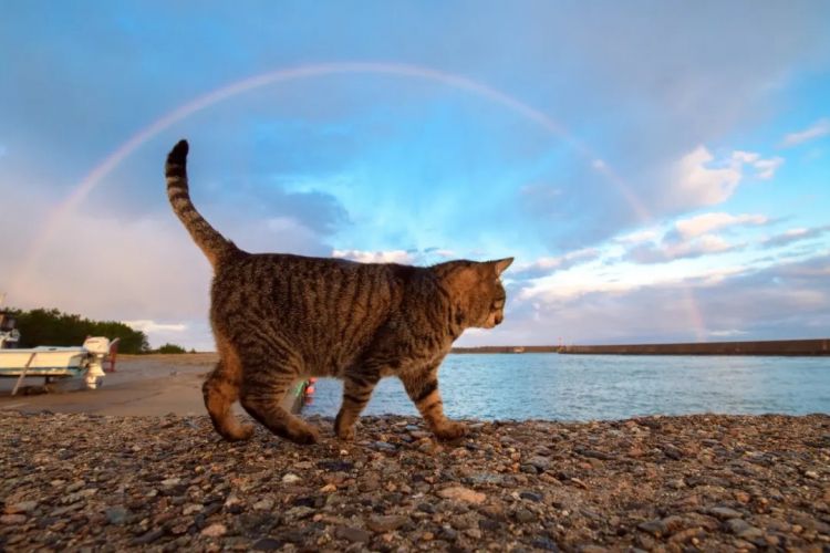 第275期：众议院选举大胜 日本进入高市早苗首相时代？米兰冬奥日本花滑团体摘银；平成的山口百惠闪婚？| 百通板