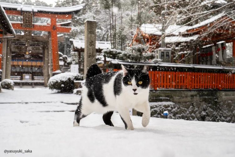 第275期：众议院选举大胜 日本进入高市早苗首相时代？米兰冬奥日本花滑团体摘银；平成的山口百惠闪婚？| 百通板