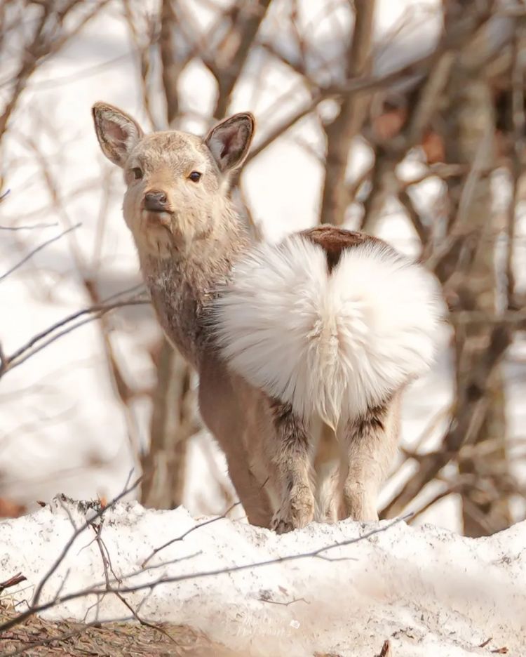 高市早苗连任；米兰冬奥男子花滑爆冷？《柯南》毛利兰声优病休 娜美声优代班？中森明菜复出巡演；| 百通板