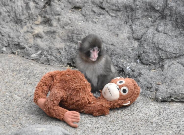 高市早苗连任；米兰冬奥男子花滑爆冷？《柯南》毛利兰声优病休 娜美声优代班？中森明菜复出巡演；| 百通板