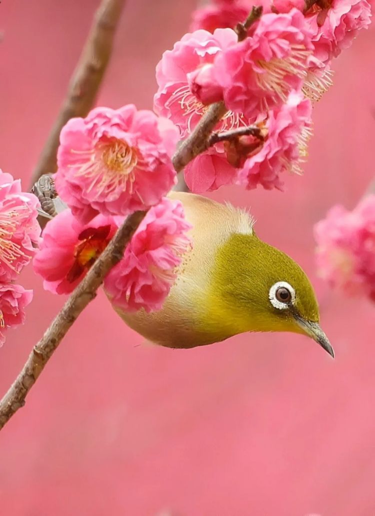 高市早苗连任；米兰冬奥男子花滑爆冷？《柯南》毛利兰声优病休 娜美声优代班？中森明菜复出巡演；| 百通板