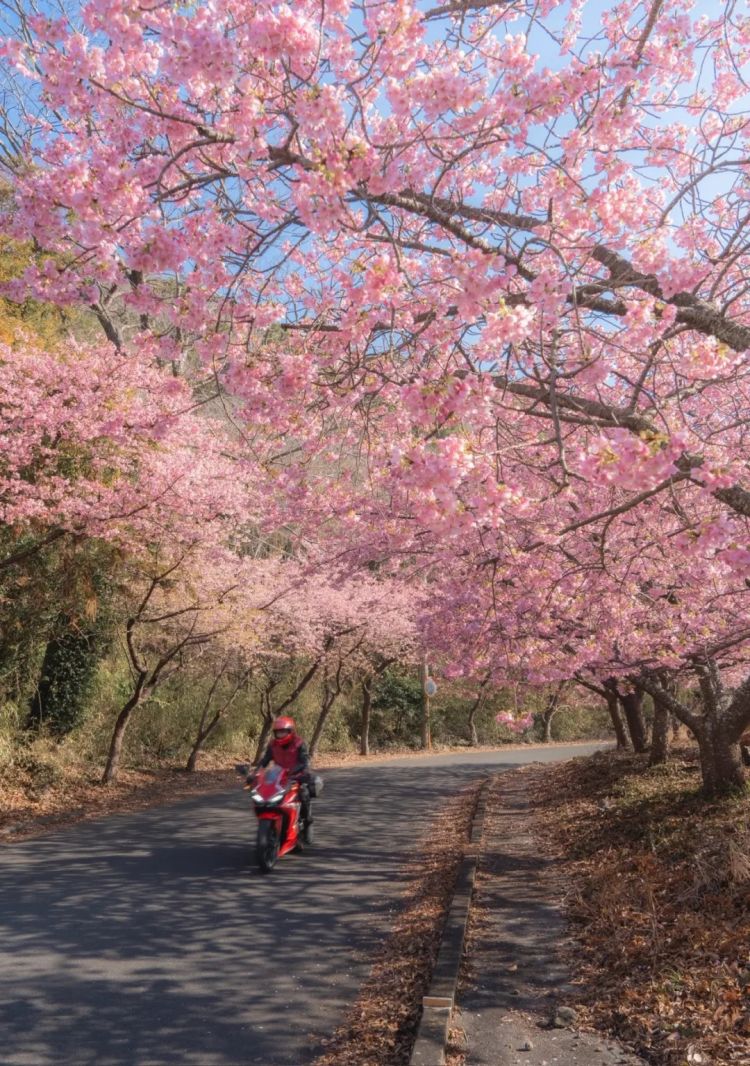 高市早苗连任；米兰冬奥男子花滑爆冷？《柯南》毛利兰声优病休 娜美声优代班？中森明菜复出巡演；| 百通板