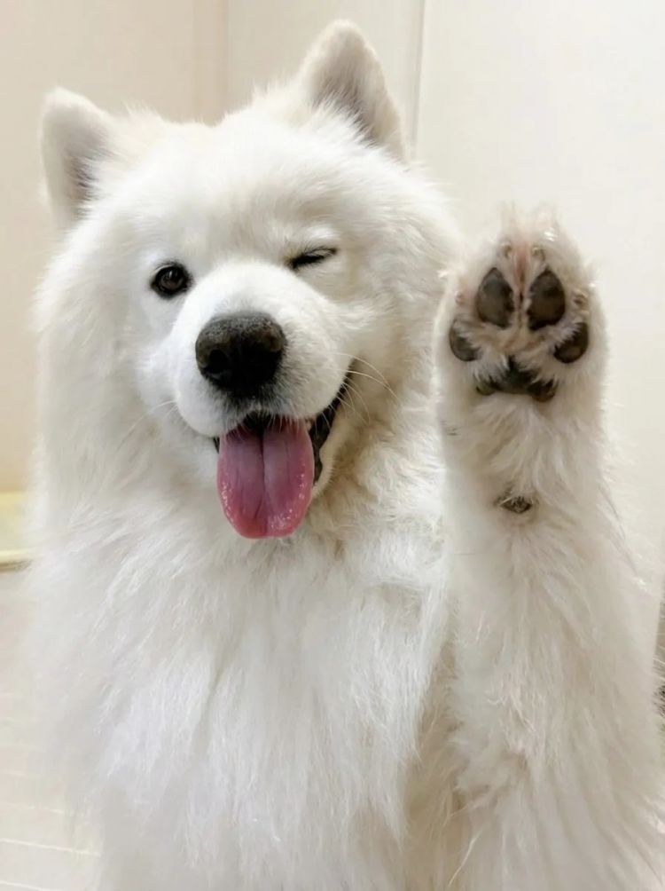 第277期:特朗普新关税再临?《EVA》官宣新作;东京晴空塔电梯突发故障?樱桃小丸子联动蜡笔小新;冬奥收官 | 百通板 第277期:特朗普新关税再临?《EVA》官宣新作;东京晴空塔电梯突发故障?樱桃小丸子联动蜡笔小新;冬奥收官 | 百通板