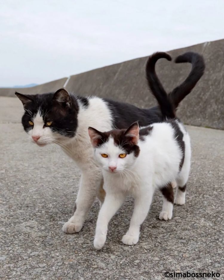 第277期:特朗普新关税再临?《EVA》官宣新作;东京晴空塔电梯突发故障?樱桃小丸子联动蜡笔小新;冬奥收官 | 百通板 第277期:特朗普新关税再临?《EVA》官宣新作;东京晴空塔电梯突发故障?樱桃小丸子联动蜡笔小新;冬奥收官 | 百通板