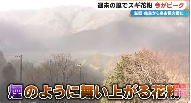 日本的花粉来了！今年堪比“致死量”级别……