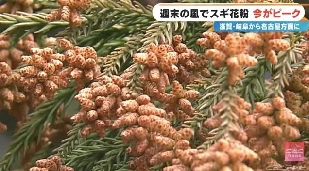 日本的花粉来了！今年堪比“致死量”级别……