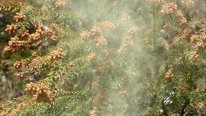 日本的花粉来了！今年堪比“致死量”级别……