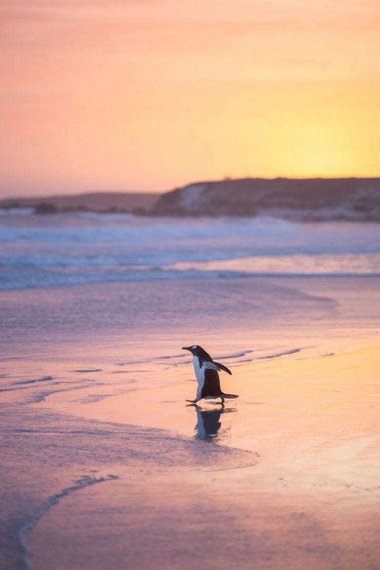 第278期：中国游客被撞身亡案开庭；小学馆包庇性犯罪编剧复出？宇多田光X樱桃小丸子联动；宝可梦30周年 | 百通板