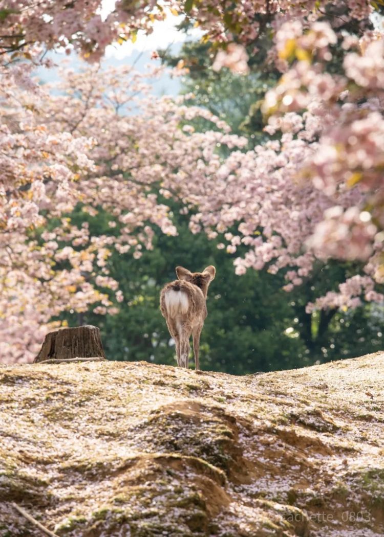 第279期：日本将征单身税？任天堂起诉特朗普？富士山再发登山事故；吴彦祖接替木村拓哉？| 百通板