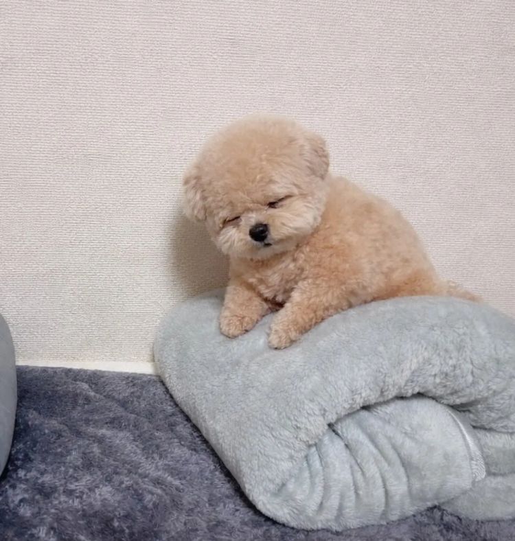 第279期：日本将征单身税？任天堂起诉特朗普？富士山再发登山事故；吴彦祖接替木村拓哉？| 百通板