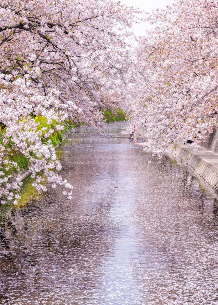 第279期：日本将征单身税？任天堂起诉特朗普？富士山再发登山事故；吴彦祖接替木村拓哉？| 百通板