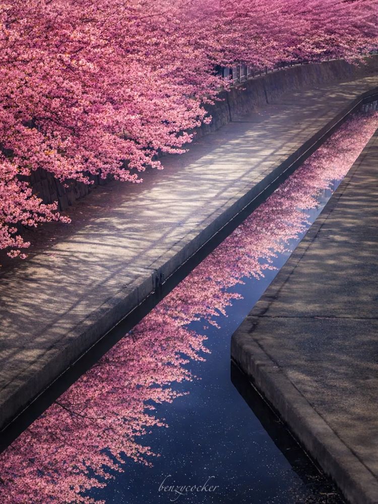 第279期：日本将征单身税？任天堂起诉特朗普？富士山再发登山事故；吴彦祖接替木村拓哉？| 百通板