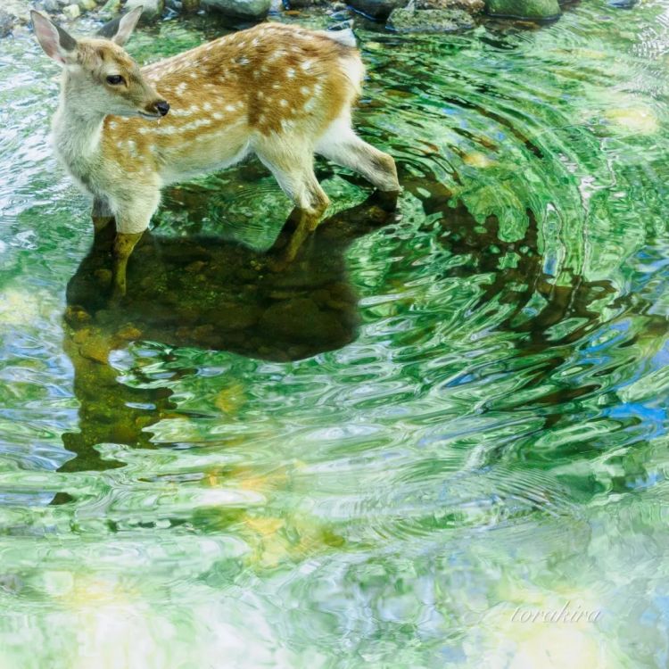 第279期：日本将征单身税？任天堂起诉特朗普？富士山再发登山事故；吴彦祖接替木村拓哉？| 百通板