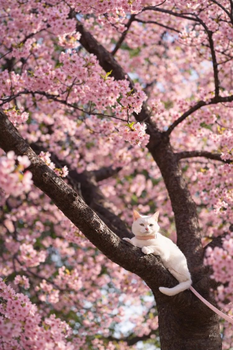 第279期：日本将征单身税？任天堂起诉特朗普？富士山再发登山事故；吴彦祖接替木村拓哉？| 百通板