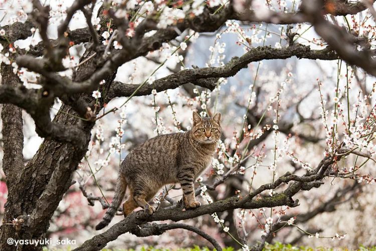 第279期：日本将征单身税？任天堂起诉特朗普？富士山再发登山事故；吴彦祖接替木村拓哉？| 百通板