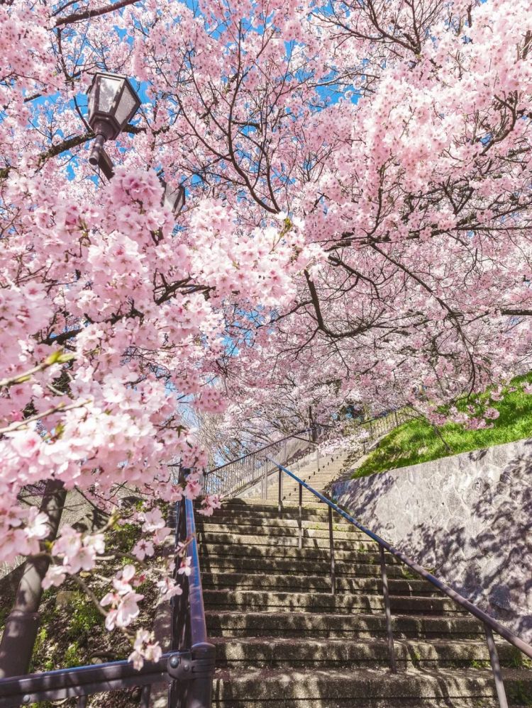 第280期:高市早苗否决女性天皇论?本田汽车估算巨额赤字?经典日剧《深夜食堂》将拍续集;第49届日本电影学院奖 | 百通板 第280期:高市早苗否决女性天皇论?本田汽车估算巨额赤字?经典日剧《深夜食堂》将拍续集;第49届日本电影学院奖 | 百通板