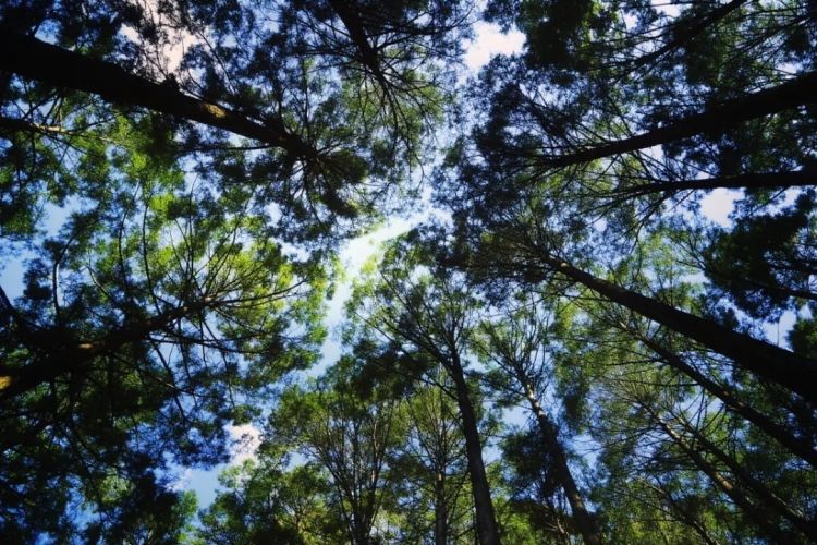 没有花粉症，就像中彩票一样幸运