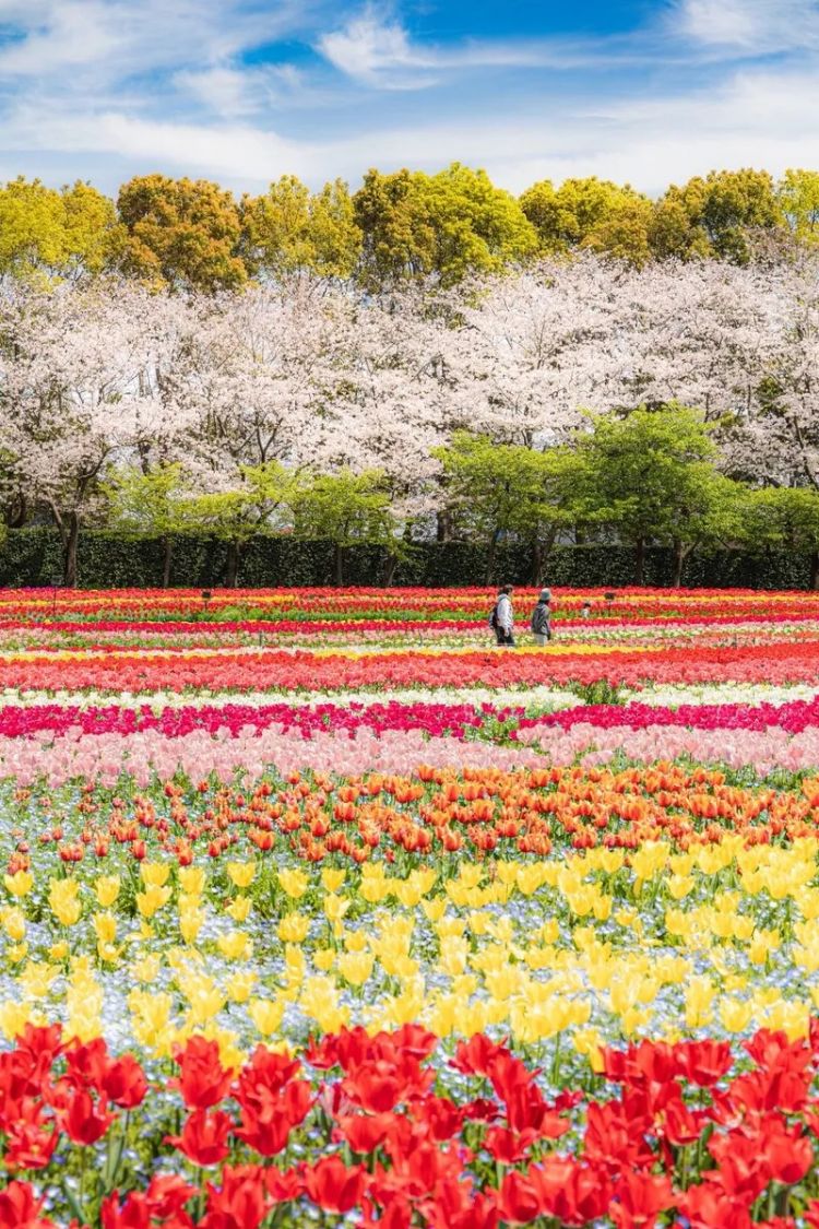 第281期:特朗普再提珍珠港?日本自卫队队员持刀闯入中国大使馆?拉布布X索尼将拍电影;索尼本田中止EV合作 | 百通板 第281期:特朗普再提珍珠港?日本自卫队队员持刀闯入中国大使馆?拉布布X索尼将拍电影;索尼本田中止EV合作 | 百通板