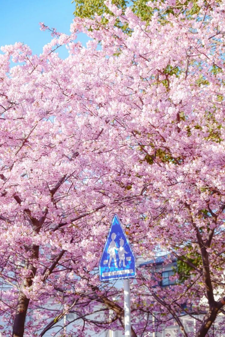 第281期:特朗普再提珍珠港?日本自卫队队员持刀闯入中国大使馆?拉布布X索尼将拍电影;索尼本田中止EV合作 | 百通板 第281期:特朗普再提珍珠港?日本自卫队队员持刀闯入中国大使馆?拉布布X索尼将拍电影;索尼本田中止EV合作 | 百通板