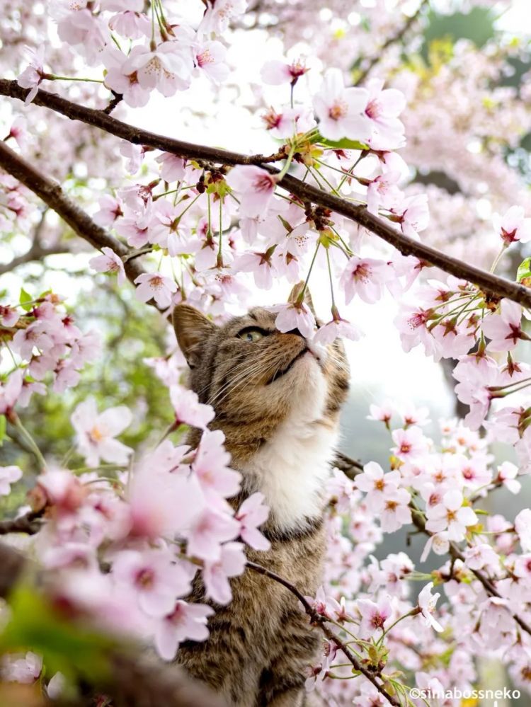 第281期:特朗普再提珍珠港?日本自卫队队员持刀闯入中国大使馆?拉布布X索尼将拍电影;索尼本田中止EV合作 | 百通板 第281期:特朗普再提珍珠港?日本自卫队队员持刀闯入中国大使馆?拉布布X索尼将拍电影;索尼本田中止EV合作 | 百通板