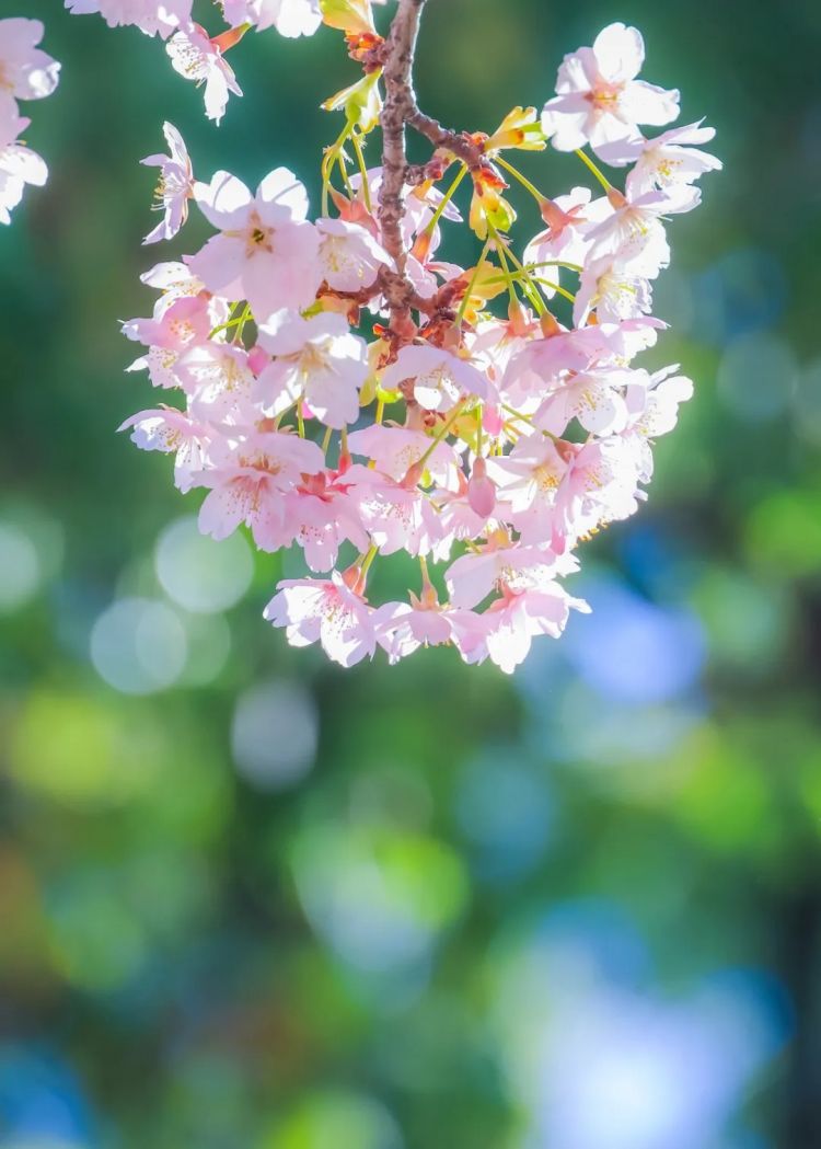 第281期:特朗普再提珍珠港?日本自卫队队员持刀闯入中国大使馆?拉布布X索尼将拍电影;索尼本田中止EV合作 | 百通板 第281期:特朗普再提珍珠港?日本自卫队队员持刀闯入中国大使馆?拉布布X索尼将拍电影;索尼本田中止EV合作 | 百通板