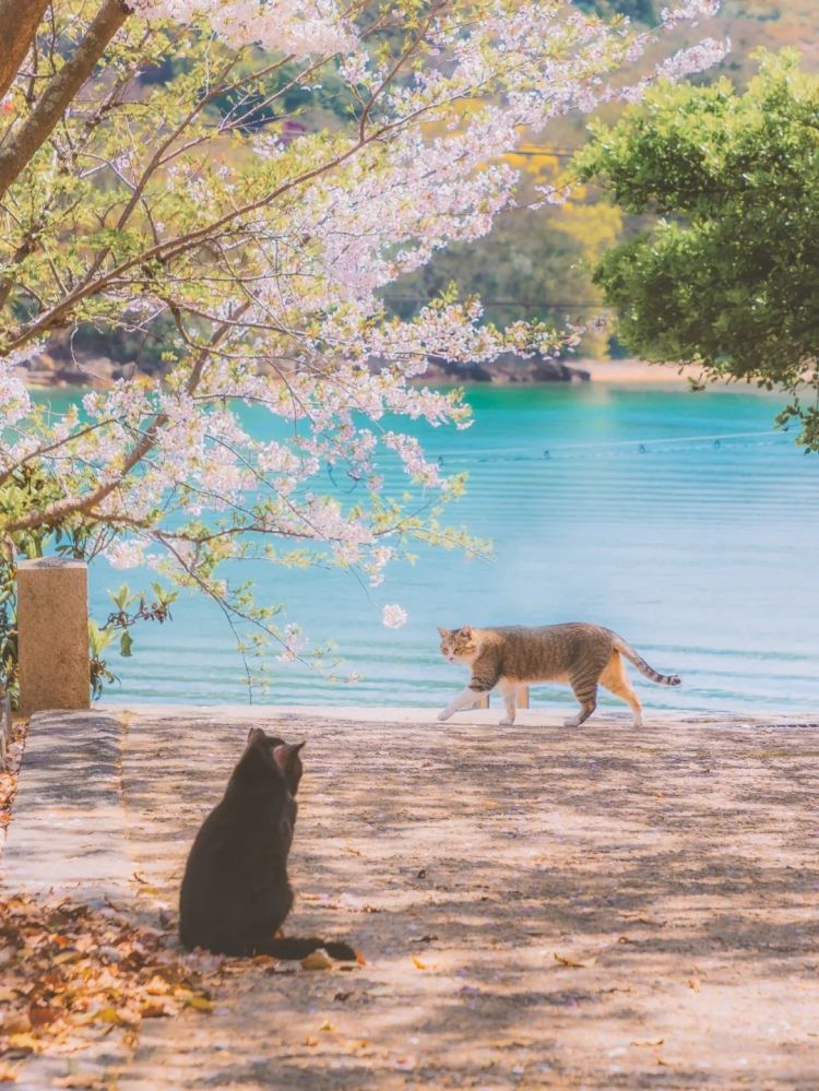 第282期：东京万人集会抗议高市早苗修宪？自卫队军官闯入中国大使馆；日本或于4月实现学校免费供餐？内田有纪X柏原崇秘密完婚？| 百通板