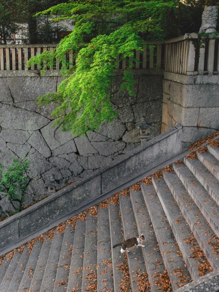 第283期：高市早苗公布个人资产？日本中学制服价格飙升 或统一制服？绫濑遥写3万封情书？| 百通板