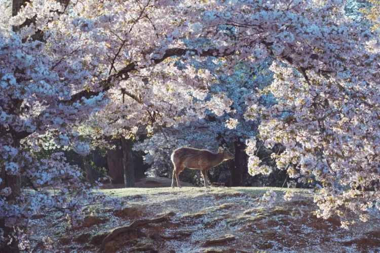 第283期：高市早苗公布个人资产？日本中学制服价格飙升 或统一制服？绫濑遥写3万封情书？| 百通板