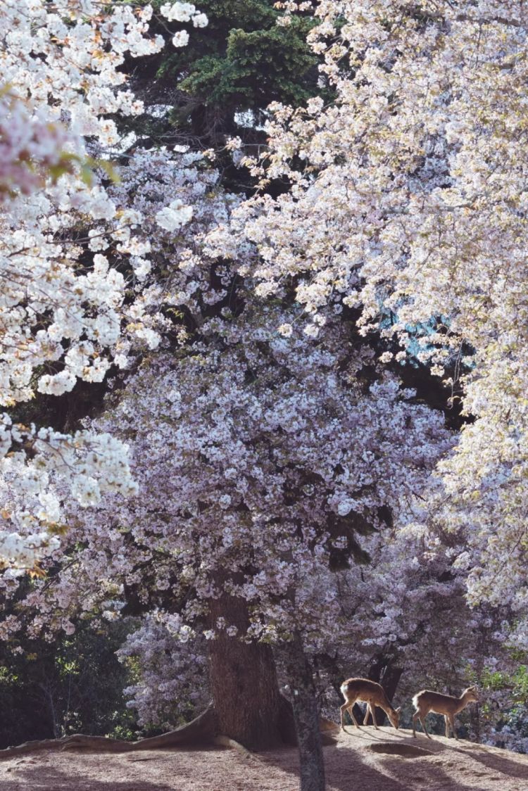 第284期：东京又发钱了？京都11岁男童遗体发现 其父涉嫌抛尸？藤井风首登科切拉；是枝裕和再入围戛纳 | 百通板