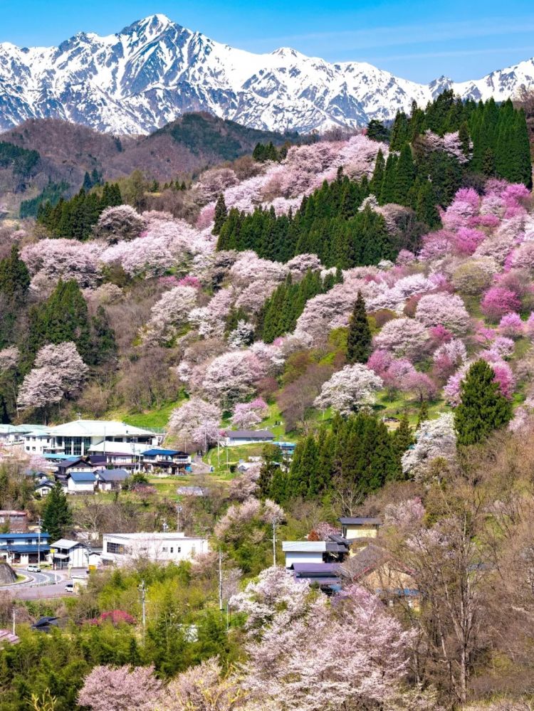 第284期：东京又发钱了？京都11岁男童遗体发现 其父涉嫌抛尸？藤井风首登科切拉；是枝裕和再入围戛纳 | 百通板