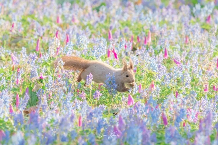 第285期：高市早苗入选时代百大人物 但支持率再创新低？日本大幅放宽武器出口限制？网飞将拍高达真人版 | 百通板