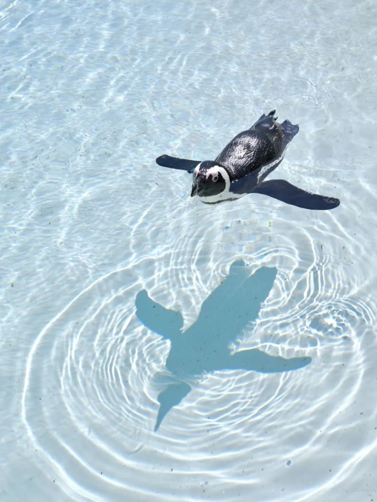 第285期：高市早苗入选时代百大人物 但支持率再创新低？日本大幅放宽武器出口限制？网飞将拍高达真人版 | 百通板