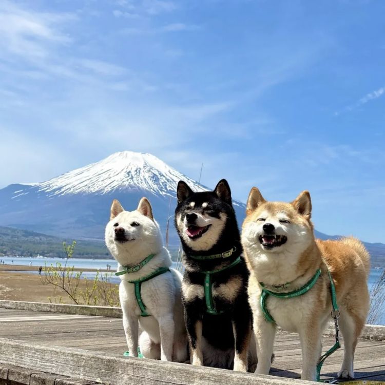 第285期：高市早苗入选时代百大人物 但支持率再创新低？日本大幅放宽武器出口限制？网飞将拍高达真人版 | 百通板