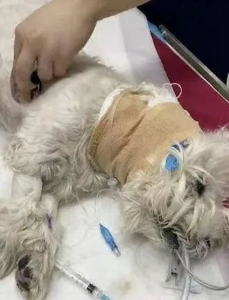 中日女性拼命为去世狗狗追凶，却被网暴吃“狗血馒头”？“狗是畜生而已”…
