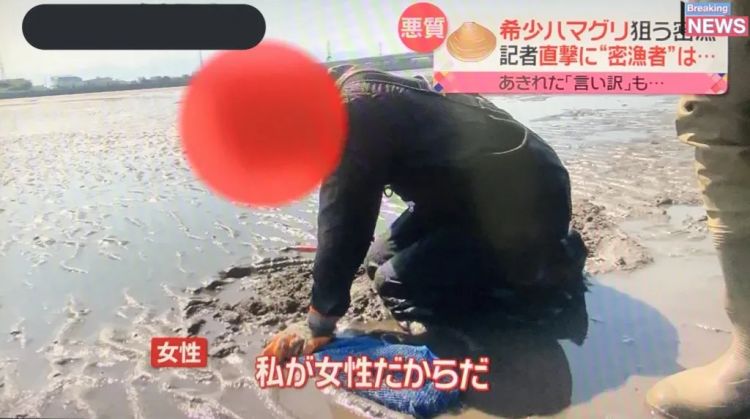 日本网友破防了！中国女子在海滩徒手偷挖3公斤蛤蜊，当场被抓认罪