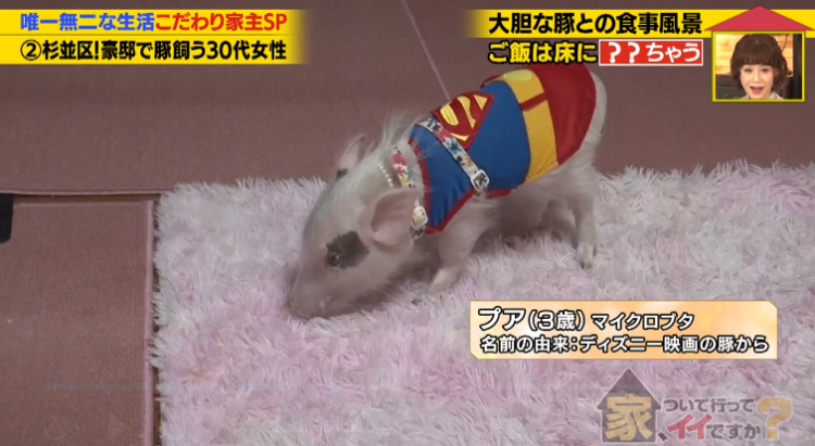 日本40岁女性住豪宅养猪猪，还因猪猪和明星结缘？深感幸福不想结婚，称“对男人没兴趣”…