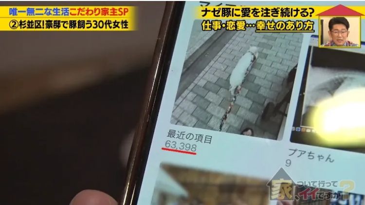 日本40岁女性住豪宅养猪猪，还因猪猪和明星结缘？深感幸福不想结婚，称“对男人没兴趣”…