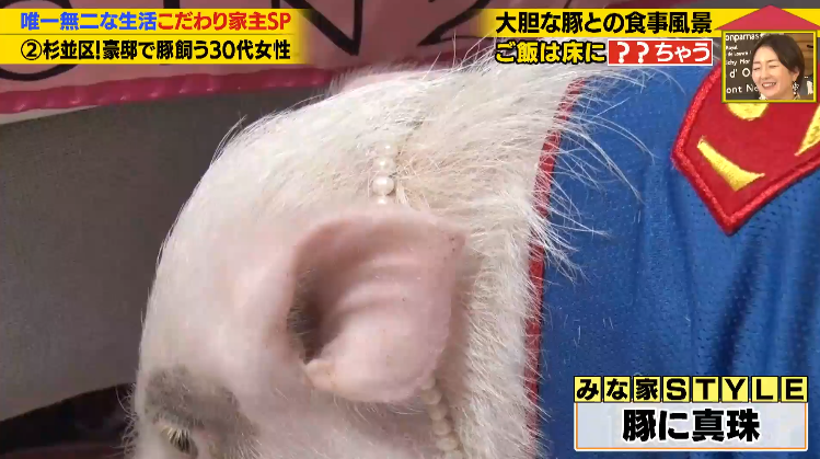 日本40岁女性住豪宅养猪猪，还因猪猪和明星结缘？深感幸福不想结婚，称“对男人没兴趣”…