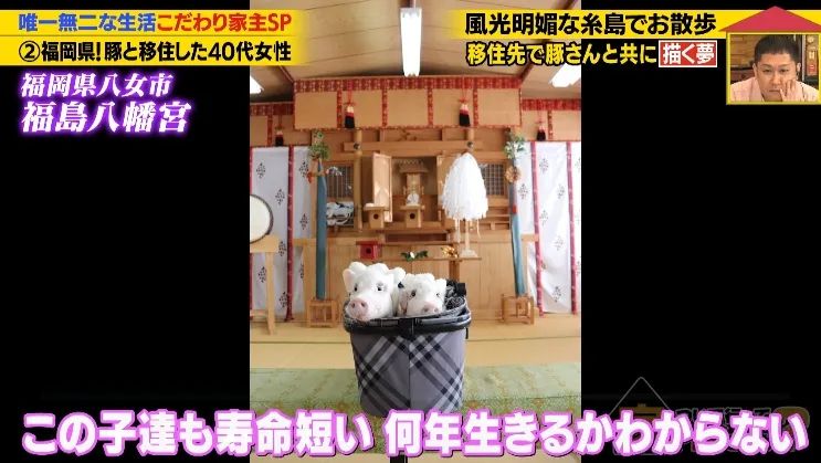 日本40岁女性住豪宅养猪猪，还因猪猪和明星结缘？深感幸福不想结婚，称“对男人没兴趣”…